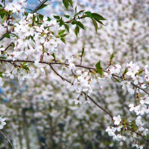 fleurs
